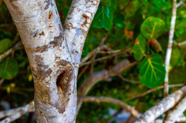 Playa del Carmen Quintana Roo 'da üzüm ve tohum içeren deniz üzüm ağacı..