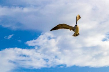 Playa del Carmen Quintana Roo Meksika 'da mavi gökyüzü geçmişi olan uçan martı kuşları..