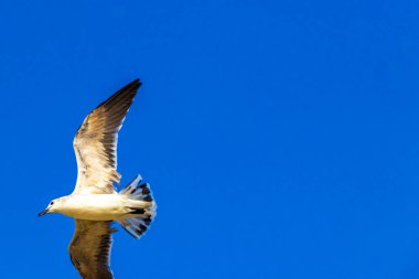 Playa del Carmen Quintana Roo Meksika 'da mavi gökyüzü geçmişi olan uçan martı kuşları..