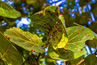 Playa del Carmen Quintana Roo 'da üzüm ve tohum içeren deniz üzüm ağacı..