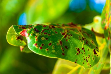 Playa del Carmen Quintana Roo 'da üzüm ve tohum içeren deniz üzüm ağacı..