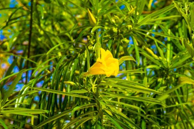 Playa del Carmen Meksika 'da yeşil yapraklı ve mavi gökyüzü olan ağaçtaki sarı Oleander çiçeği..
