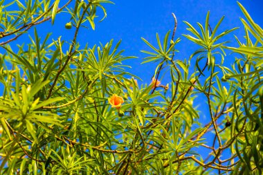 Playa del Carmen Meksika 'da yeşil yapraklı ve mavi gökyüzü olan ağaçta sarı turuncu bir Oleander çiçeği..