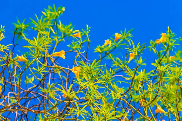 Yellow orange Oleander flower on tree with green leaves and blue sky in Playa del Carmen Mexico.