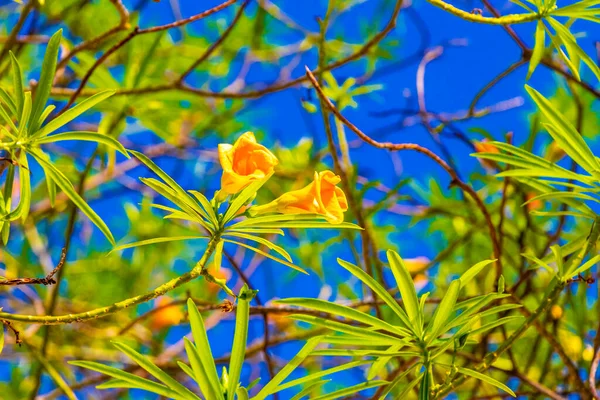 Yellow orange Oleander flower on tree with green leaves and blue sky in Playa del Carmen Mexico.