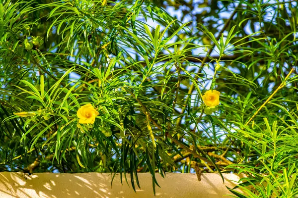 Playa del Carmen Meksika 'da yeşil yapraklı ve mavi gökyüzü olan ağaçtaki sarı Oleander çiçeği..