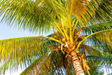 Playa del Carmen Quintana Roo Meksika 'da Hindistan cevizi ve mavi gökyüzü geçmişi olan tropik doğal Meksika palmiyeleri..