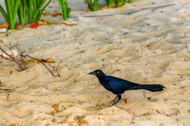 Büyük kuyruklu Grackle Quiscalus Quiscalus erkek kuş dişi kuş Playa del Carmen Quintana Roo Meksika 'da tropik Meksika kumsalında yürüyor..