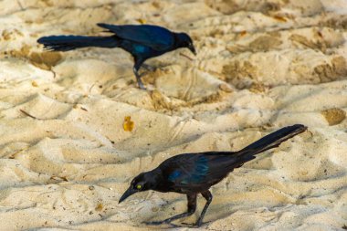 Büyük kuyruklu Grackle Quiscalus Quiscalus erkek kuş dişi kuş Playa del Carmen Quintana Roo Meksika 'da tropik Meksika kumsalında yürüyor..