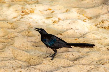 Büyük kuyruklu Grackle Quiscalus Quiscalus erkek kuş dişi kuş Playa del Carmen Quintana Roo Meksika 'da tropik Meksika kumsalında yürüyor..