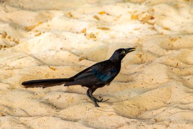 Büyük kuyruklu Grackle Quiscalus Quiscalus erkek kuş dişi kuş Playa del Carmen Quintana Roo Meksika 'da tropik Meksika kumsalında yürüyor..
