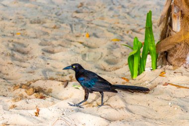 Büyük kuyruklu Grackle Quiscalus Quiscalus erkek kuş dişi kuş Playa del Carmen Quintana Roo Meksika 'da tropik Meksika kumsalında yürüyor..