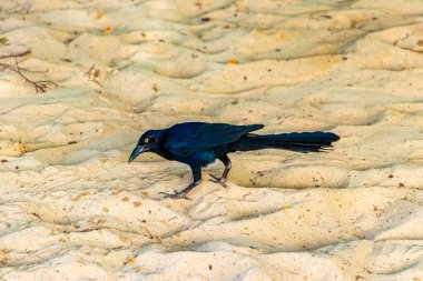 Büyük kuyruklu Grackle Quiscalus Quiscalus erkek kuş dişi kuş Playa del Carmen Quintana Roo Meksika 'da tropik Meksika kumsalında yürüyor..