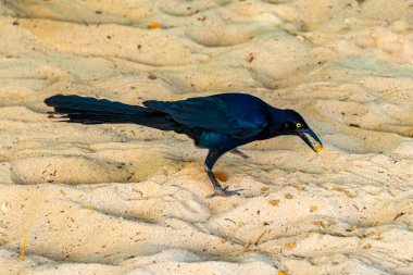 Büyük kuyruklu Grackle Quiscalus Quiscalus erkek kuş dişi kuş Playa del Carmen Quintana Roo Meksika 'da tropik Meksika kumsalında yürüyor..