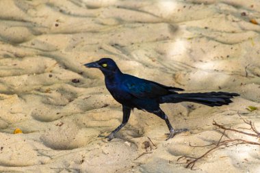 Büyük kuyruklu Grackle Quiscalus Quiscalus erkek kuş dişi kuş Playa del Carmen Quintana Roo Meksika 'da tropik Meksika kumsalında yürüyor..