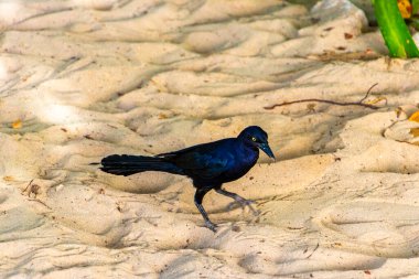 Büyük kuyruklu Grackle Quiscalus Quiscalus erkek kuş dişi kuş Playa del Carmen Quintana Roo Meksika 'da tropik Meksika kumsalında yürüyor..