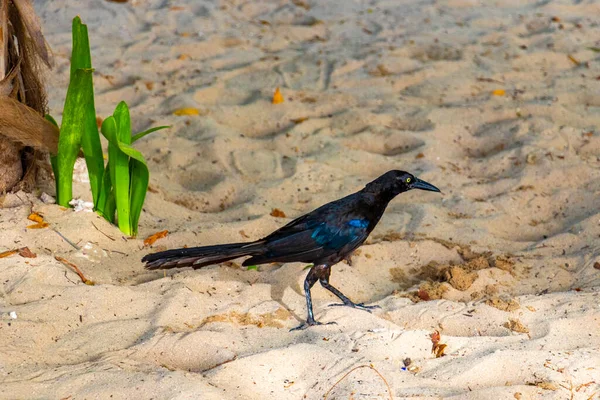 Büyük kuyruklu Grackle Quiscalus Quiscalus erkek kuş dişi kuş Playa del Carmen Quintana Roo Meksika 'da tropik Meksika kumsalında yürüyor..