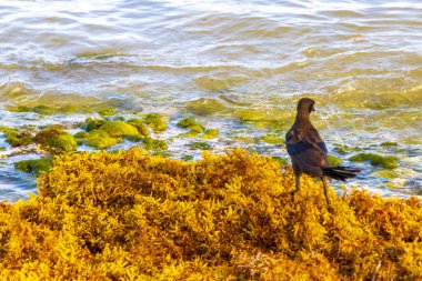 Büyük kuyruklu Grackle Quiscalus Quiscalus erkek kuş dişi kuş Playa del Carmen Quintana Roo Mexico 'daki tropik Meksika plajında iğrenç sargazo yiyor..