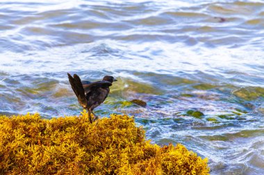 Büyük kuyruklu Grackle Quiscalus Quiscalus erkek kuş dişi kuş Playa del Carmen Quintana Roo Mexico 'daki tropik Meksika plajında iğrenç sargazo yiyor..