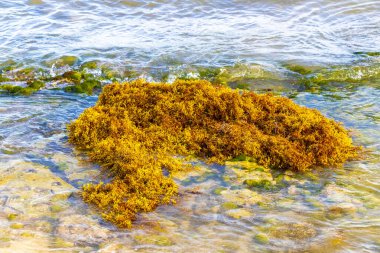 The beautiful Caribbean beach totally filthy and dirty the nasty seaweed sargazo problem in Playa del Carmen Quintana Roo Mexico.