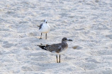 Martı martıları deniz kuşları Playa del Carmen Quintana Roo Meksika 'da beyaz kumsalda yürüyor..