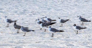 Martı martıları deniz kuşları Playa del Carmen Quintana Roo Meksika 'da beyaz kumsalda yürüyor..