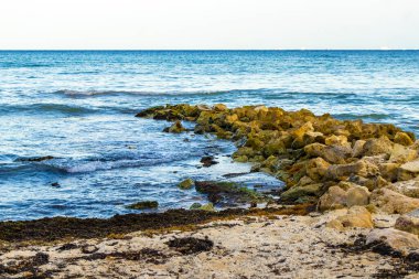 Stones rocks and corals with seagrass seaweed sargazo in turquoise green and blue water on the beach in Playa del Carmen Quintana Roo Mexico.