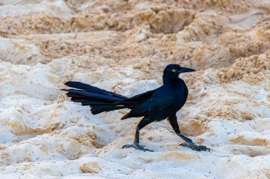 Büyük kuyruklu Grackle Quiscalus Quiscalus erkek kuş dişi kuş Playa del Carmen Quintana Roo Meksika 'da tropik Meksika kumsalında yürüyor..