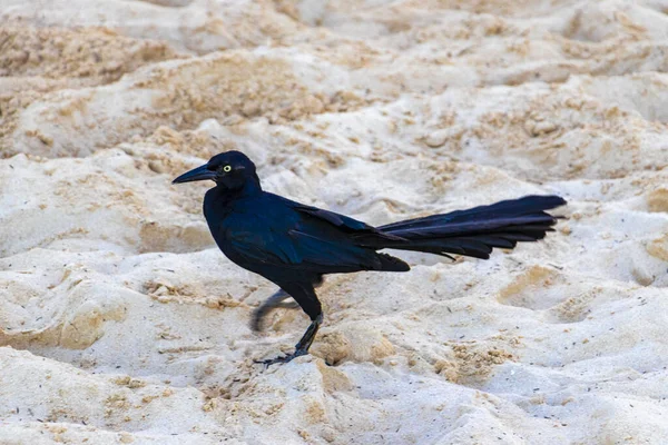Büyük kuyruklu Grackle Quiscalus Quiscalus erkek kuş dişi kuş Playa del Carmen Quintana Roo Meksika 'da tropik Meksika kumsalında yürüyor..
