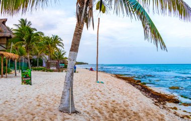 Punta Playa Xcalacoco Playa del Carmen Quintana Roo Meksika 'da Hindistan cevizi ve mavi gökyüzü geçmişi olan tropik doğal Meksika palmiyesi..