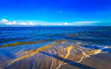 Playa del Carmen Mexico 'da turkuvaz mavisi tatil beldeleri ve palmiye ağaçları olan tropik Meksika Karayip plajı manzarası..