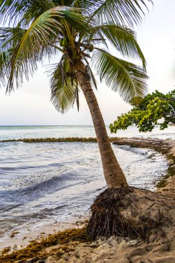 Punta Playa Xcalacoco Playa del Carmen Quintana Roo Meksika 'da Hindistan cevizi ve mavi gökyüzü geçmişi olan tropik doğal Meksika palmiyesi..