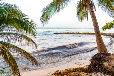 Punta Playa Xcalacoco Playa del Carmen Quintana Roo Meksika 'da Hindistan cevizi ve mavi gökyüzü geçmişi olan tropik doğal Meksika palmiyesi..