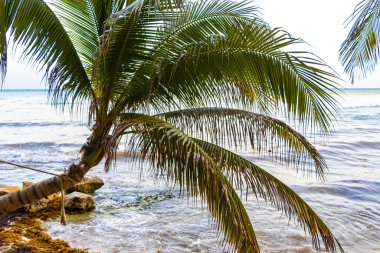 Punta Playa Xcalacoco Playa del Carmen Quintana Roo Meksika 'da Hindistan cevizi ve mavi gökyüzü geçmişi olan tropik doğal Meksika palmiyesi..