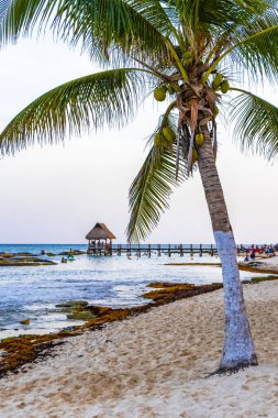 Punta Playa Xcalacoco Playa del Carmen Quintana Roo Meksika 'da Hindistan cevizi ve mavi gökyüzü geçmişi olan tropik doğal Meksika palmiyesi..