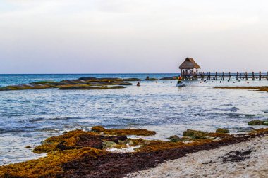 Playa del Carmen Quintana Roo Meksika 14. Ağustos 2023 Pampa ve Playa Xcalacoco Playa del Carmen Mexico 'daki Palapa bungalovu ile berrak turkuaz mavi su ve iskeleli Meksika tropikal karayip sahili manzarası..