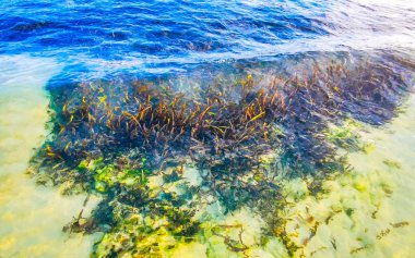 Playa del Carmen Quintana Roo Meksika 'daki Karayipler sahilinde turkuaz yeşil ve mavi sularda kayalar ve mercanlar..