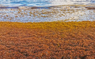 The beautiful Caribbean beach totally filthy and dirty the nasty seaweed sargazo problem in Playa del Carmen Quintana Roo Mexico.