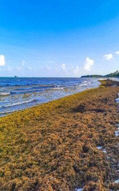 The beautiful Caribbean beach totally filthy and dirty the nasty seaweed sargazo problem in Playa del Carmen Quintana Roo Mexico.