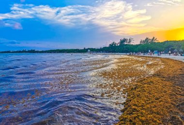 Playa del Carmen Quintana Roo Mexico 11. Haziran 2023 Güzel Karayip plajı tamamen kirli ve pis Playa del Carmen Quintana Roo Meksika 'daki iğrenç yosun sargazo sorunu.