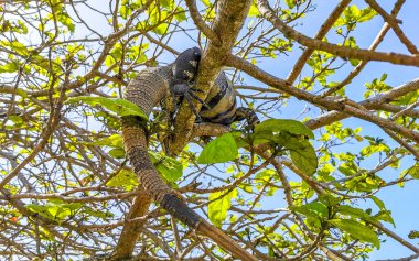Huge Iguana gecko animal lying sitting on a branch of a tree at the Tulum ruins Mayan site temple ruins pyramids in the tropical natural jungle forest palm and seascape panorama view in Tulum Mexico.