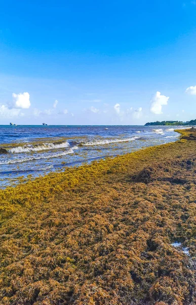 The beautiful Caribbean beach totally filthy and dirty the nasty seaweed sargazo problem in Playa del Carmen Quintana Roo Mexico.