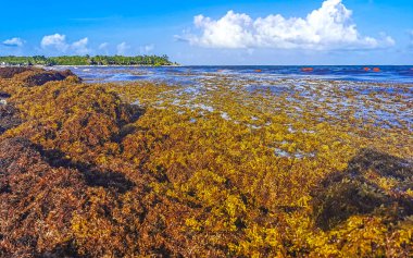 The beautiful Caribbean beach totally filthy and dirty the nasty seaweed sargazo problem in Playa del Carmen Quintana Roo Mexico.