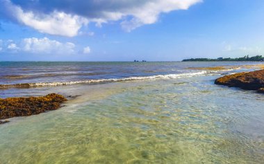 The beautiful Caribbean beach totally filthy and dirty the nasty seaweed sargazo problem in Playa del Carmen Quintana Roo Mexico.