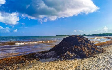 The beautiful Caribbean beach totally filthy and dirty the nasty seaweed sargazo problem in Playa del Carmen Quintana Roo Mexico.