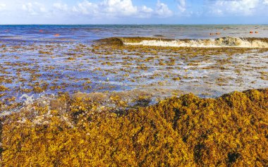 The beautiful Caribbean beach totally filthy and dirty the nasty seaweed sargazo problem in Playa del Carmen Quintana Roo Mexico.