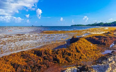 The beautiful Caribbean beach totally filthy and dirty the nasty seaweed sargazo problem in Playa del Carmen Quintana Roo Mexico.