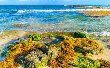 Stones rocks and corals with seagrass seaweed sargazo in turquoise green and blue water on the beach in Playa del Carmen Quintana Roo Mexico.