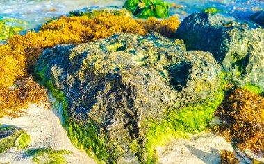 Stones rocks and corals with seagrass seaweed sargazo in turquoise green and blue water on the beach in Playa del Carmen Quintana Roo Mexico.