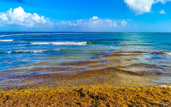 The beautiful Caribbean beach totally filthy and dirty the nasty seaweed sargazo problem in Playa del Carmen Quintana Roo Mexico.